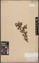 Foto von Salix aurita L.